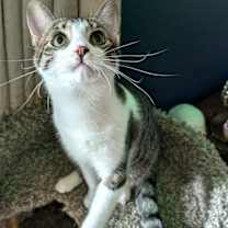 Thumbnail photo of KITTEN MARILYN #3