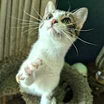 Thumbnail photo of KITTEN MARILYN #4