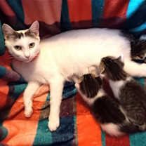 Thumbnail photo of KITTY MOMA LILY #3