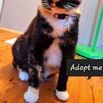 Thumbnail photo of Junie B #1