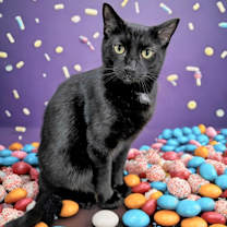 Thumbnail photo of Hershey #2