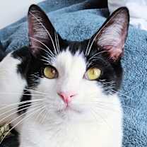 Thumbnail photo of Pip #1