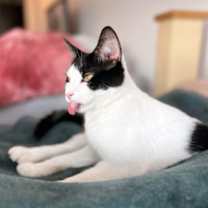 Thumbnail photo of Pip #4