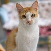 Thumbnail photo of Romi #4