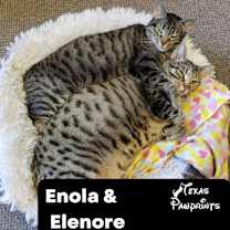 Thumbnail photo of Bonded Enola & Elenore #1