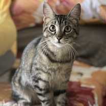Thumbnail photo of Miss Mittens (bonded to Bunny) #1