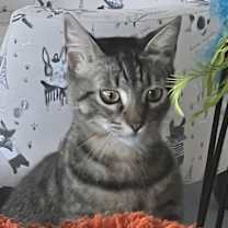 Thumbnail photo of Miss Mittens (bonded to Bunny) #2