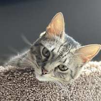 Thumbnail photo of Miss Mittens (bonded to Bunny) #3