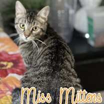 Thumbnail photo of Miss Mittens (bonded to Bunny) #4