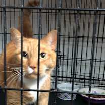Thumbnail photo of Gambit (declawed) #4