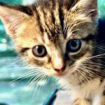 Thumbnail photo of Flurry #1