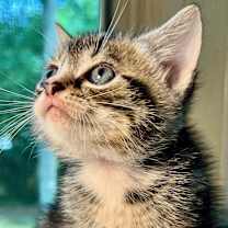 Thumbnail photo of Flurry #2