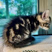 Thumbnail photo of Flurry #3