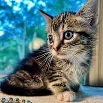 Thumbnail photo of Flurry #4
