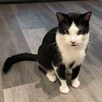 Thumbnail photo of Mr. Moo #1