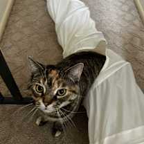 Thumbnail photo of Luna #2
