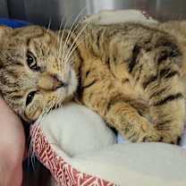 Thumbnail photo of Jennifur #2
