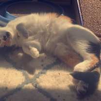 Thumbnail photo of Gracie #1