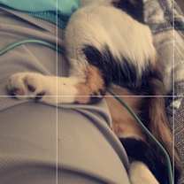 Thumbnail photo of Gracie #2