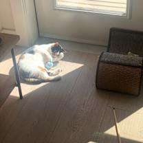 Thumbnail photo of Gracie #4