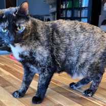 Thumbnail photo of SWEET SUE #1