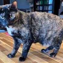 Thumbnail photo of SWEET SUE #1