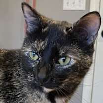 Thumbnail photo of SWEET SUE #2