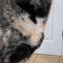 Thumbnail photo of SWEET SUE #3