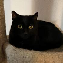 Thumbnail photo of Barn Cat?—Shadow Fax #1