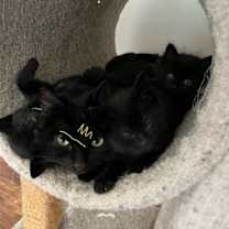 Thumbnail photo of Barn Cat?—Shadow Fax #2