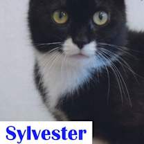 Thumbnail photo of Sylvester #1