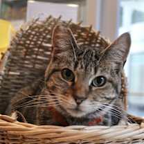 Thumbnail photo of Penny #1