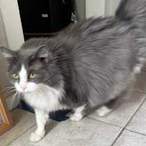 Thumbnail photo of Mellow #1