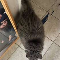 Thumbnail photo of Mellow #4