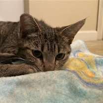 Thumbnail photo of DAISY #2