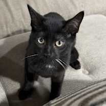 Thumbnail photo of Carmine #1
