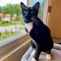 Thumbnail photo of HOPPER three-legged cat #1