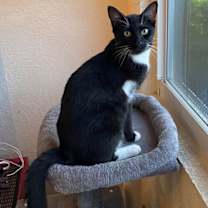 Thumbnail photo of HOPPER three-legged cat #2