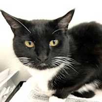 Thumbnail photo of CHIQUITA #2
