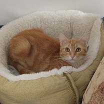 Thumbnail photo of Merlin #2