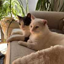 Thumbnail photo of Angelo #4