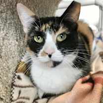 Thumbnail photo of Blanche #2