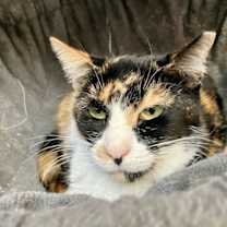 Thumbnail photo of Blanche #4
