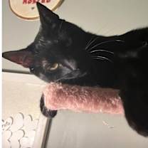 Thumbnail photo of Boo #1