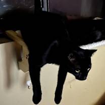 Thumbnail photo of Boo #2