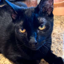 Thumbnail photo of Boo #3