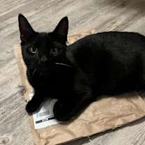 Thumbnail photo of Boo #4