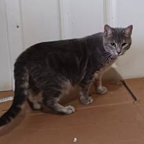 Thumbnail photo of Gracie #1