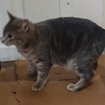 Thumbnail photo of Gracie #3