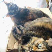 Thumbnail photo of Venus and August #1